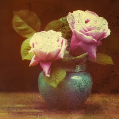 Rose da Frederick (attr. to) Barnard