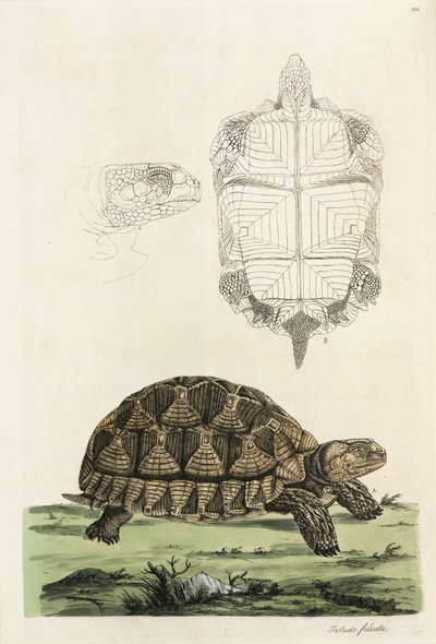 Tartaruga speronata da John Pardon