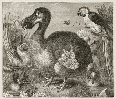 Il Dodo da Ferdinand Georg Waldmuller