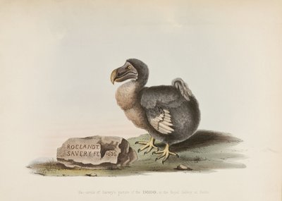 Il Dodo da John Pardon