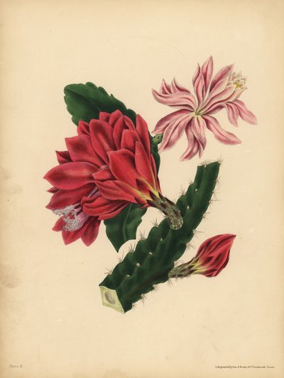 Il bellissimo Cactus, Orrore da John Pardon