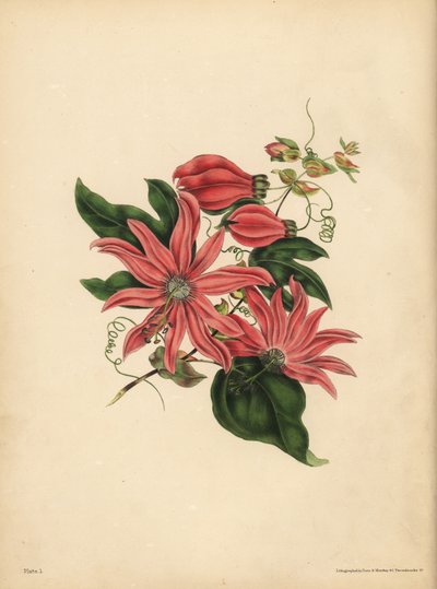 La passiflora racemosa, Passiflora racemosa, Superstizione religiosa da John Pardon