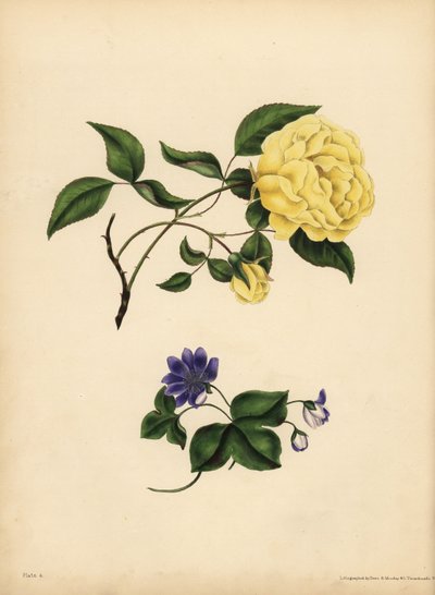 La rosa cinese profumata, Rosa chinensis, Infedeltà; L