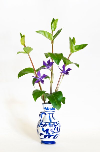 Tre steli di pervinca maggiore (Vinca major) in fiore in vaso da . .