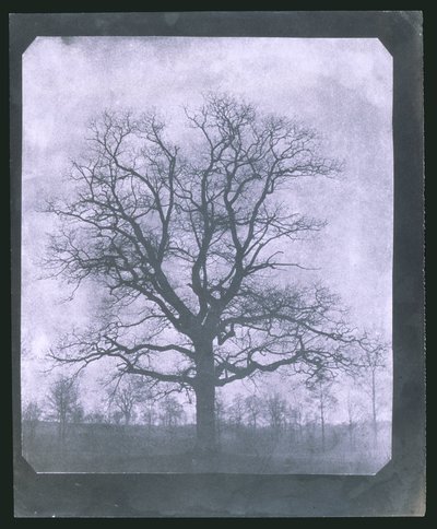 Albero in inverno, metà del XIX secolo da Frederick (attr. to) Barnard