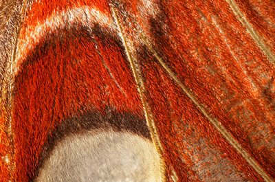 Farfalla Attacus atlas (lepidottero) (piano ravvicinato) da John Pardon