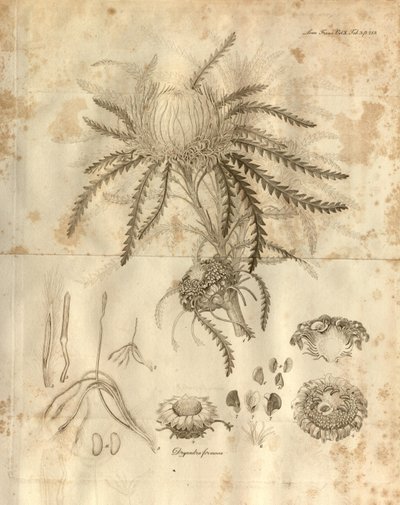 Tavola 3 dal Volume 10 delle Transazioni della Linnean Society di Londra, pubblicato nel 1811. La pianta raffigurata è Dryandra formosa (ora Banksia formosa) da Various