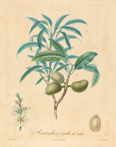 Mandorlo a foglie di salice da after A. Poiteau