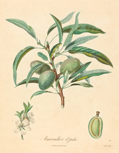 Mandorlo d