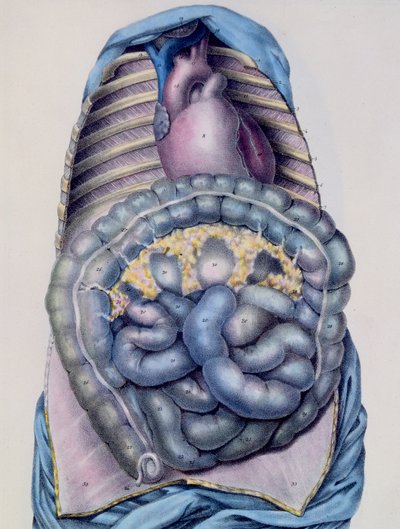 Anatomia del grande intestino, dal Manuel d