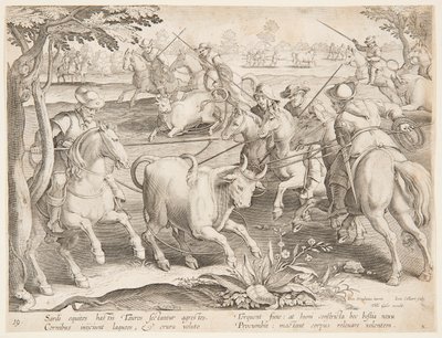 Cattura di tori selvatici da after Jan van der Straet, called Stradanus