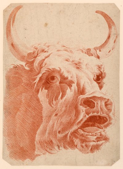 Testa di una mucca da after Jean Baptiste Huet
