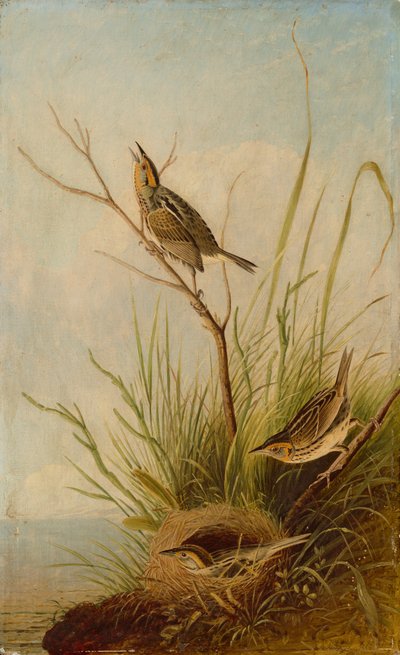 Passero codaspina da after John James Audubon Joseph Bartholomew Kidd