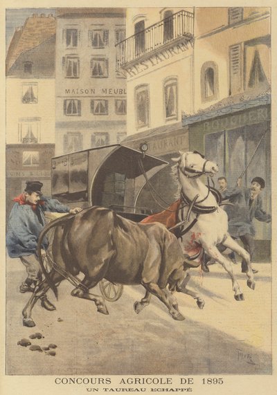 Mostra agricola del 1895. Un toro scappato da after Oswaldo Tofani