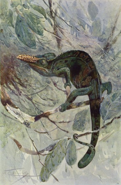 Camaleonte africano da after Wilhelm Kuhnert