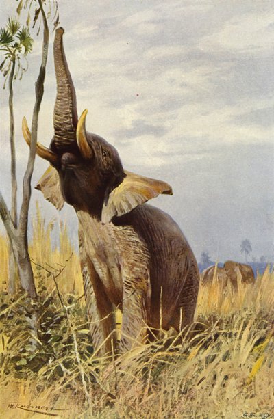 Elefante africano da after Wilhelm Kuhnert