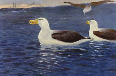 Albatros da after Wilhelm Kuhnert