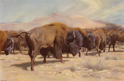 Bisonte Americano da after Wilhelm Kuhnert