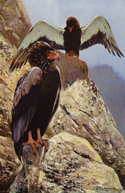 Aquila Bateleur da after Wilhelm Kuhnert