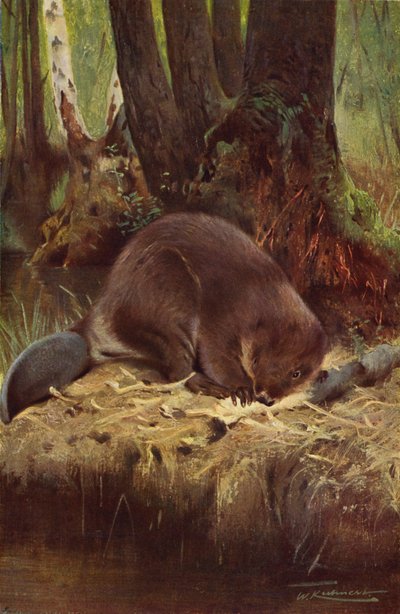 Castoro da after Wilhelm Kuhnert