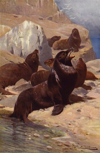 Leone marino californiano da after Wilhelm Kuhnert
