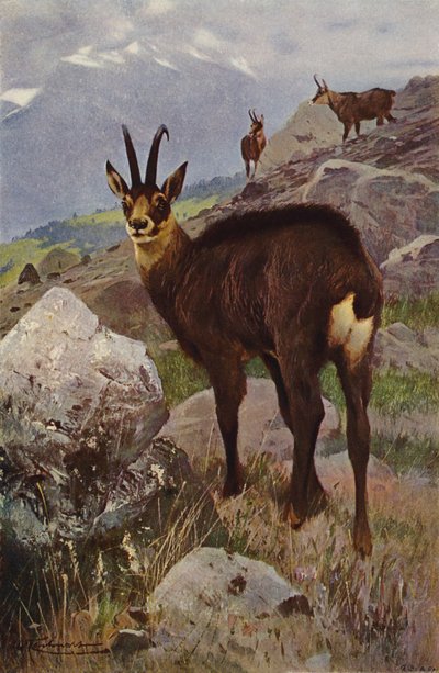 Camoscio da after Wilhelm Kuhnert