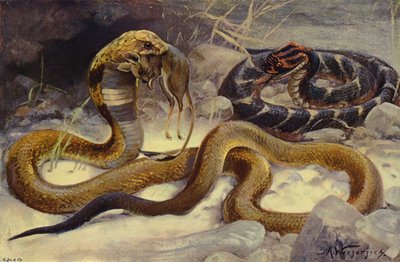 Cobra e vipera soffiante da after Wilhelm Kuhnert