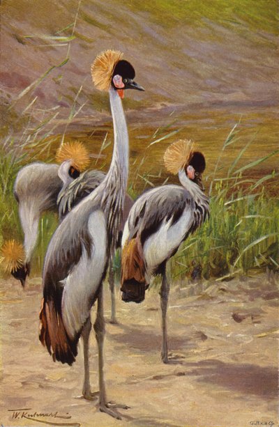 Gru coronata da after Wilhelm Kuhnert