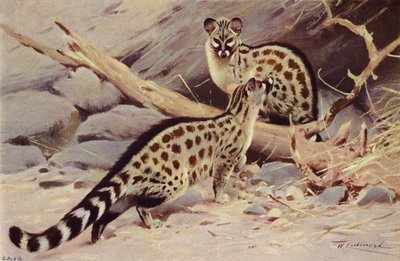Genetta di Dongola da after Wilhelm Kuhnert