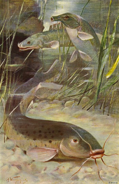 Pesce gatto elettrico, bichir, pesce scatola da after Wilhelm Kuhnert