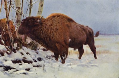 Bisonte europeo da after Wilhelm Kuhnert