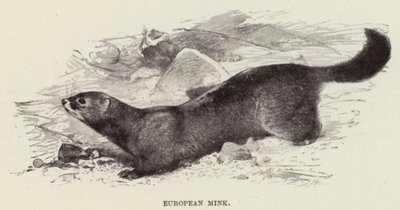 Visone europeo da after Wilhelm Kuhnert