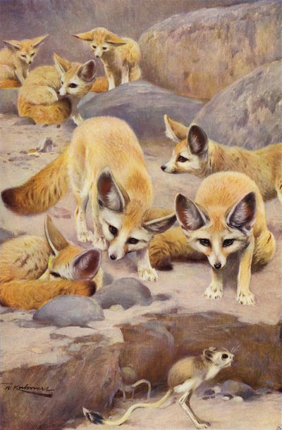 Fennec e Gerboa da after Wilhelm Kuhnert
