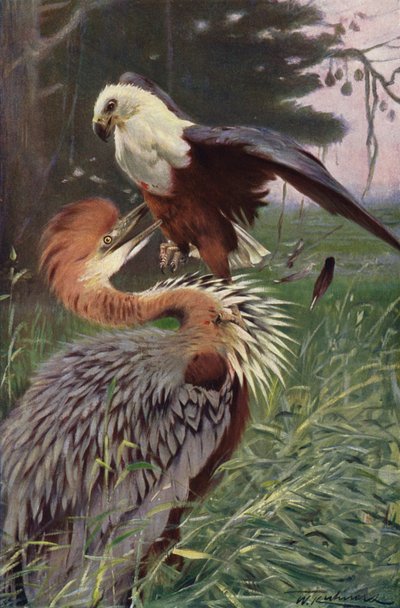 Airone gigante e aquila di mare da after Wilhelm Kuhnert