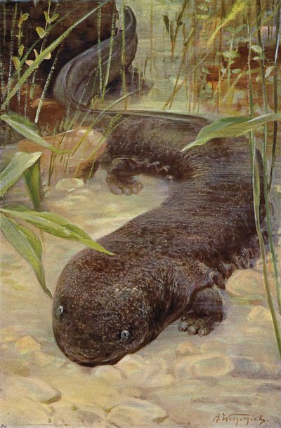 Salamandra gigante da after Wilhelm Kuhnert