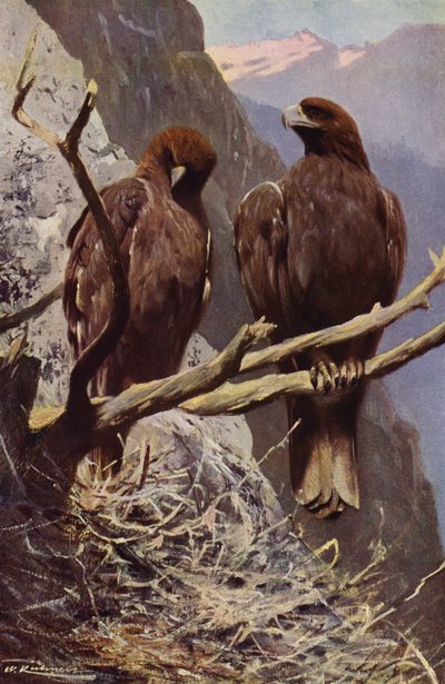 Aquila reale da after Wilhelm Kuhnert