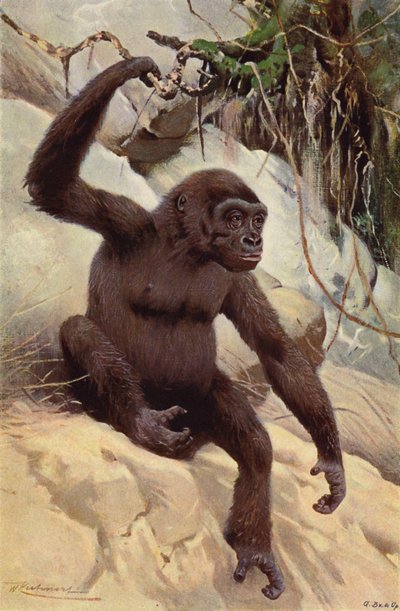 Gorilla da after Wilhelm Kuhnert