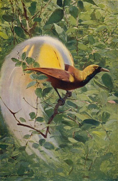 Grande uccello del paradiso da after Wilhelm Kuhnert