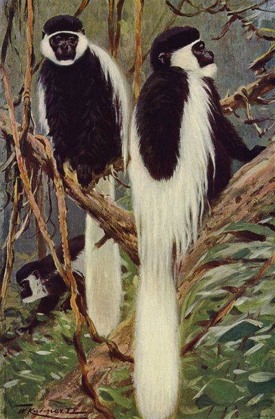 Guereza da after Wilhelm Kuhnert