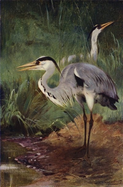 Airone da after Wilhelm Kuhnert