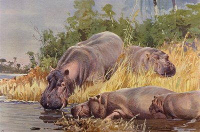 Ippopotamo da after Wilhelm Kuhnert