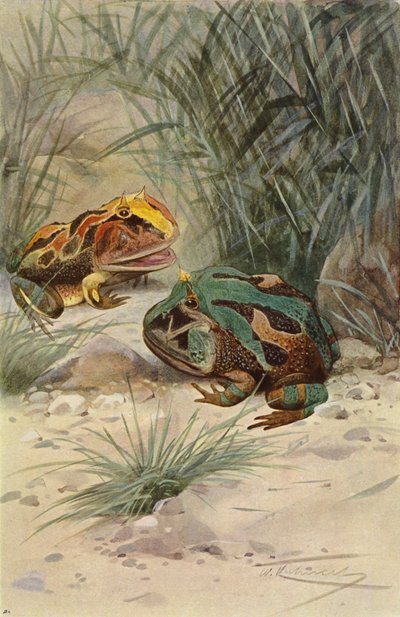 Rana Cornuta da after Wilhelm Kuhnert