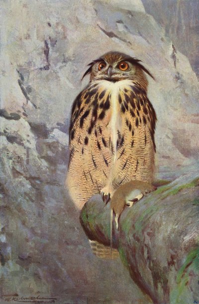 Gufo cornuto da after Wilhelm Kuhnert