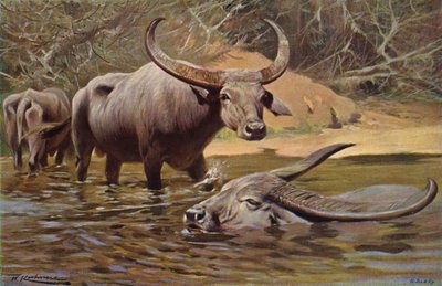 Bufalo indiano da after Wilhelm Kuhnert