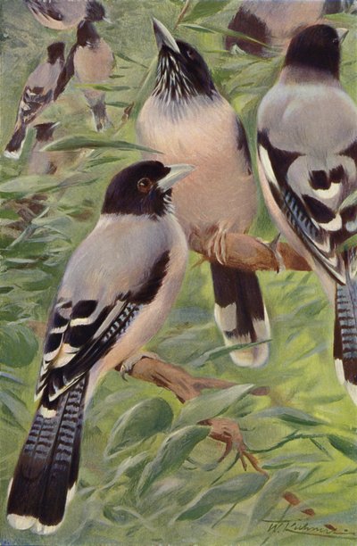Ghiandaia lanceolata da after Wilhelm Kuhnert