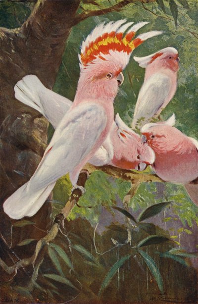 Cacatua di Leadbeater da after Wilhelm Kuhnert