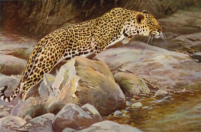 Leopardo da after Wilhelm Kuhnert