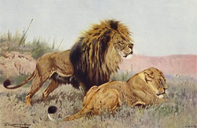 Leone e leonessa da after Wilhelm Kuhnert
