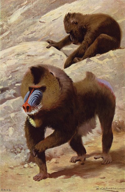 Mandrillo da after Wilhelm Kuhnert