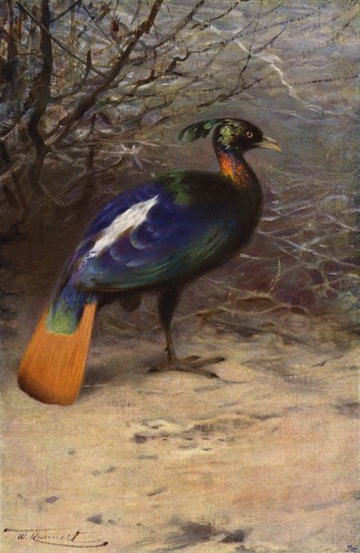 Monal da after Wilhelm Kuhnert